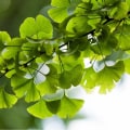 Understanding Ginkgo biloba for Erectile Dysfunction