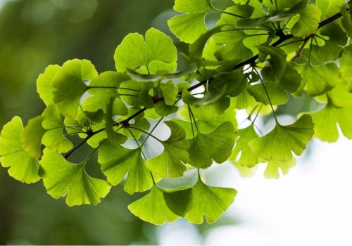 Understanding Ginkgo biloba for Erectile Dysfunction